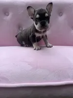 Reed , a male French Bulldog for sale in Lenoir, NC – 8 of 10