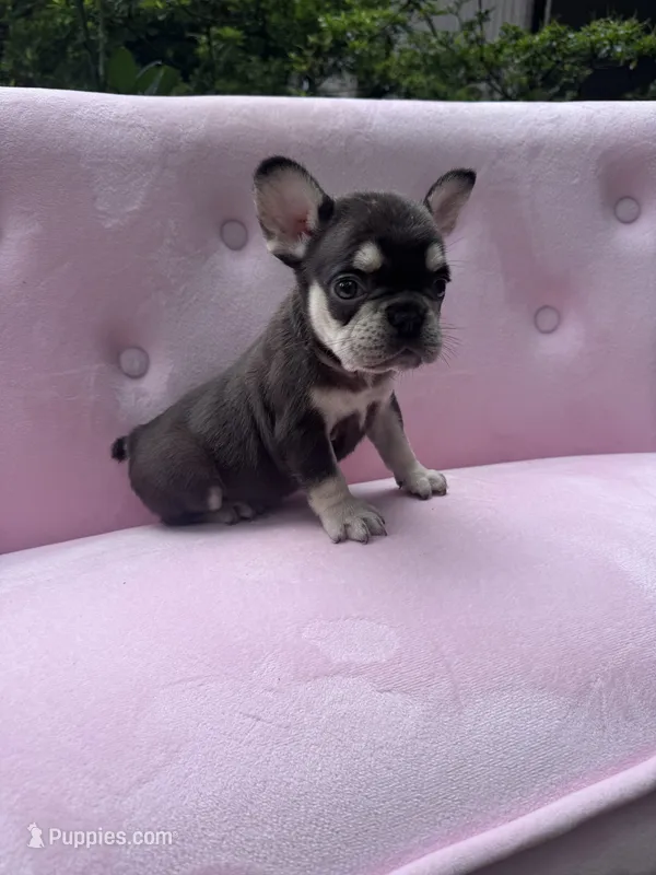 Reed  – French Bulldog puppy for sale in Lenoir, NC