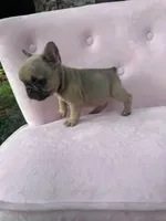 Maximus , a male French Bulldog for sale in Lenoir, NC – 9 of 9