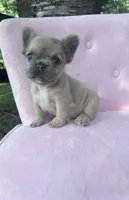 Pricilla , a female French Bulldog for sale in Lenoir, NC – 5 of 10