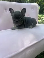 Molly , a female French Bulldog for sale in Lenoir, NC – 3 of 9