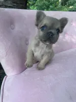 Pricilla , a female French Bulldog for sale in Lenoir, NC – 6 of 10