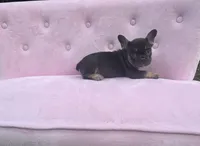 Truffles , a female French Bulldog for sale in Lenoir, NC – 7 of 10