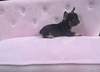 Truffles , a female French Bulldog for sale in Lenoir, NC – 5 of 10