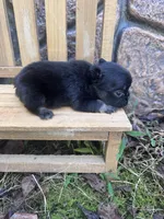 Xena , a female French Bulldog for sale in Lenoir, NC – 10 of 10