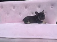 Truffles , a female French Bulldog for sale in Lenoir, NC – 4 of 10