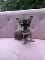 Reed , a male French Bulldog for sale in Lenoir, NC – 2 of 10