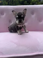 Reed , a male French Bulldog for sale in Lenoir, NC – 5 of 10