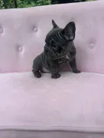 Aurora, a female French Bulldog for sale in Lenoir, NC – 9 of 10