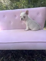 Chase , a male French Bulldog for sale in Lenoir, NC – 4 of 10
