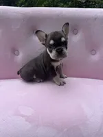 Reed , a male French Bulldog for sale in Lenoir, NC – 4 of 10