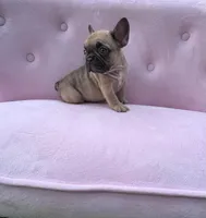 Ember , a female French Bulldog for sale in Lenoir, NC – 7 of 8
