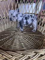 Dolly , a female French Bulldog for sale in Lenoir, NC – 7 of 10