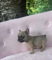 Maximus , a male French Bulldog for sale in Lenoir, NC – 4 of 9