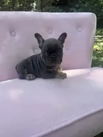 Molly , a female French Bulldog for sale in Lenoir, NC – 9 of 9