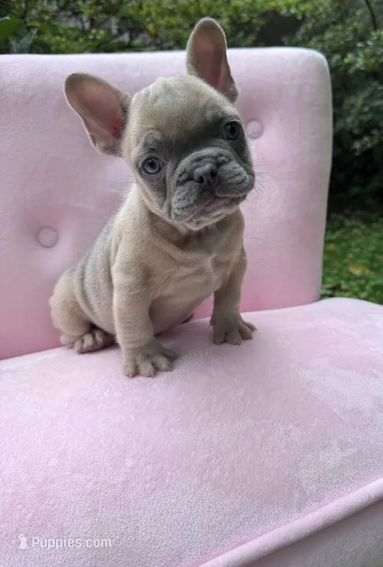 Burberry  – French Bulldog puppy for sale in Lenoir, NC