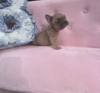 Burberry , a male French Bulldog for sale in Lenoir, NC – 3 of 10