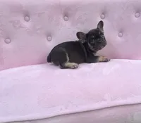 Truffles , a female French Bulldog for sale in Lenoir, NC – 6 of 10