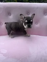 Reed , a male French Bulldog for sale in Lenoir, NC – 6 of 10