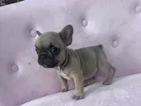Maximus , a male French Bulldog for sale in Lenoir, NC – 8 of 9