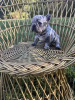 Dolly , a female French Bulldog for sale in Lenoir, NC – 3 of 10