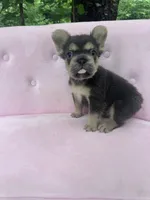 Stone , a male French Bulldog for sale in Lenoir, NC – 3 of 10