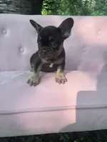 Truffles , a female French Bulldog for sale in Lenoir, NC – 10 of 10