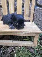 Xena , a female French Bulldog for sale in Lenoir, NC – 7 of 10