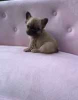 Margret , a female French Bulldog for sale in Lenoir, NC – 9 of 10