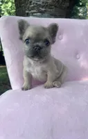 Pricilla , a female French Bulldog for sale in Lenoir, NC – 4 of 10