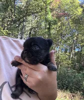 Xena , a female French Bulldog for sale in Lenoir, NC – 2 of 10