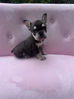Reed , a male French Bulldog for sale in Lenoir, NC – 3 of 10