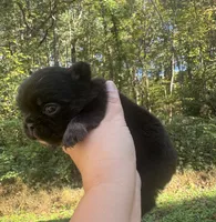 Xena , a female French Bulldog for sale in Lenoir, NC – 4 of 10