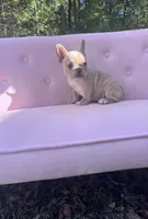 Sadie , a female French Bulldog for sale in Lenoir, NC – 9 of 10