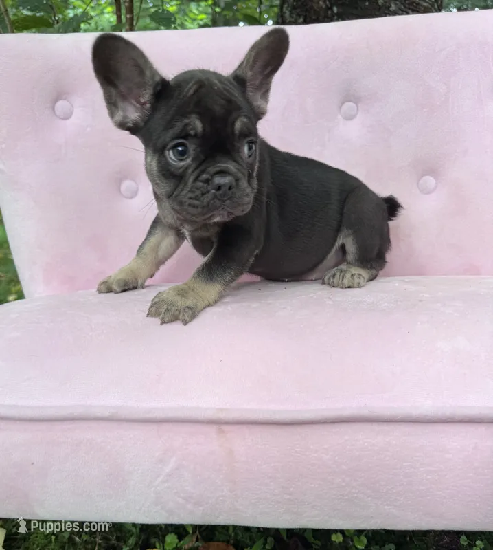 Truffles  – French Bulldog puppy for sale in Lenoir, NC
