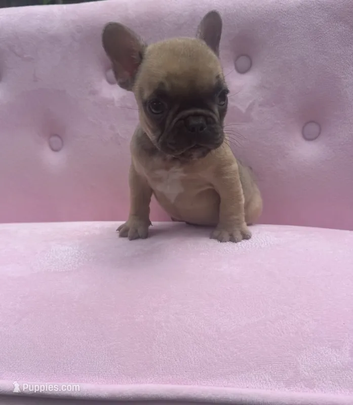 Maximus  – French Bulldog puppy for sale in Lenoir, NC