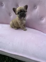 Margret , a female French Bulldog for sale in Lenoir, NC – 10 of 10