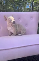 Sadie , a female French Bulldog for sale in Lenoir, NC – 4 of 10