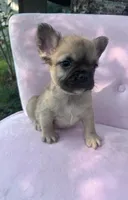 Margret , a female French Bulldog for sale in Lenoir, NC – 7 of 10