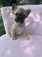 Margret , a female French Bulldog for sale in Lenoir, NC – 6 of 10