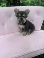Stone , a male French Bulldog for sale in Lenoir, NC – 6 of 10