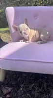 Sadie , a female French Bulldog for sale in Lenoir, NC – 10 of 10