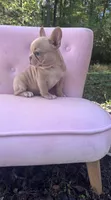 Sadie , a female French Bulldog for sale in Lenoir, NC – 6 of 10