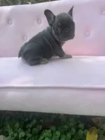 Molly , a female French Bulldog for sale in Lenoir, NC – 6 of 9