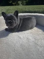 Max, a male French Bulldog for sale in Lenoir, NC – 10 of 10
