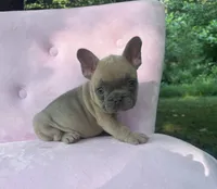 Burberry , a male French Bulldog for sale in Lenoir, NC – 10 of 10
