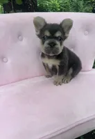 Stone , a male French Bulldog for sale in Lenoir, NC – 7 of 10