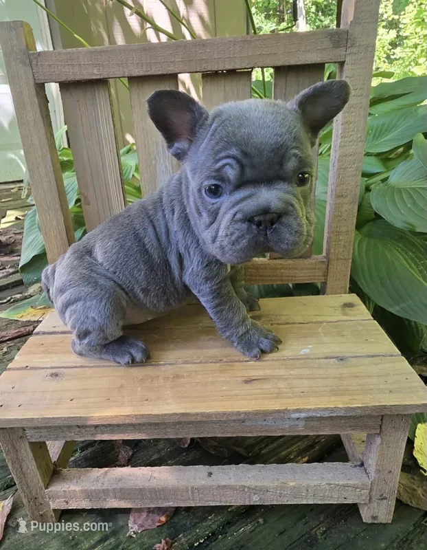 Aurora – French Bulldog puppy for sale in Lenoir, NC