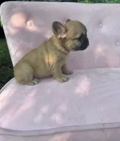 Margret , a female French Bulldog for sale in Lenoir, NC – 4 of 10