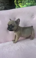 Maximus , a male French Bulldog for sale in Lenoir, NC – 3 of 9